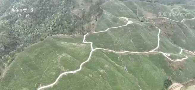 有关于贵州平塘明前春茶进入采摘旺季 优惠政策吸引数千名职业采茶人的信息