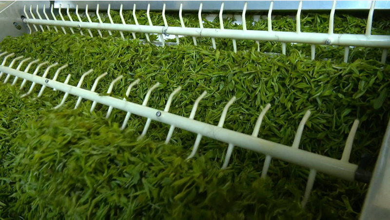 有关于安徽黟县：春风十里茶飘香 又是一年采茶忙的最新消息(2)