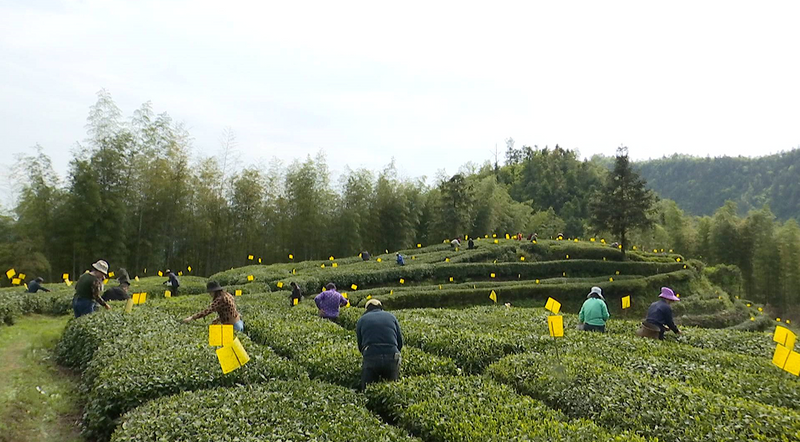 有关于安徽黟县：春风十里茶飘香 又是一年采茶忙的最新消息