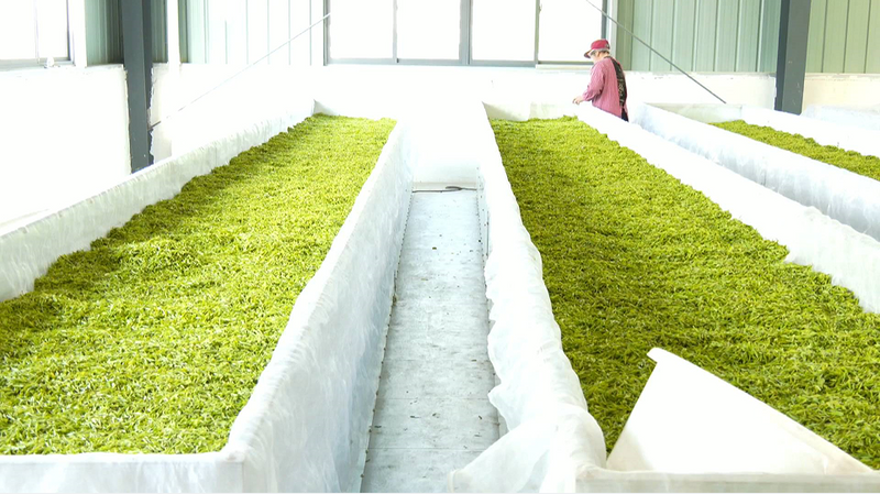 有关于安徽黟县：春风十里茶飘香 又是一年采茶忙的最新消息(1)