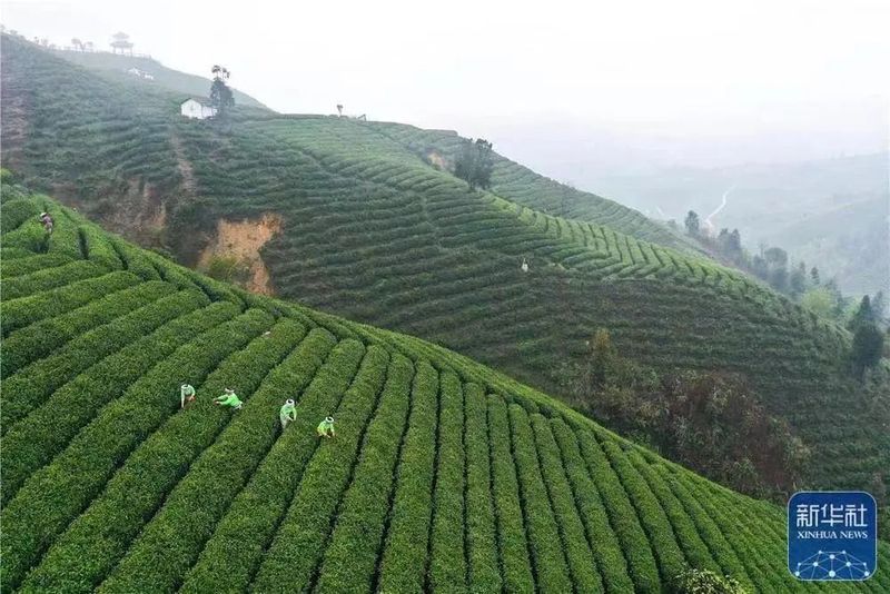 关于烟火人间  春天的茶讯的资讯(4)