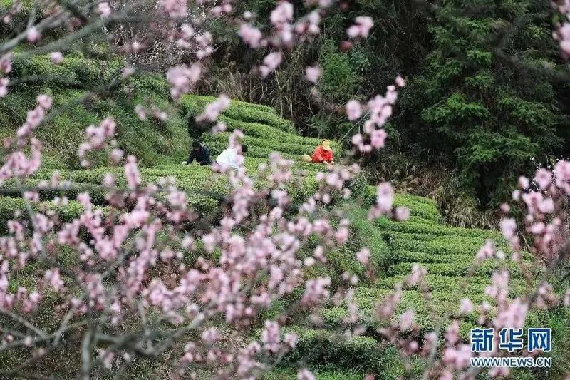关于烟火人间  春天的茶讯的资讯(3)