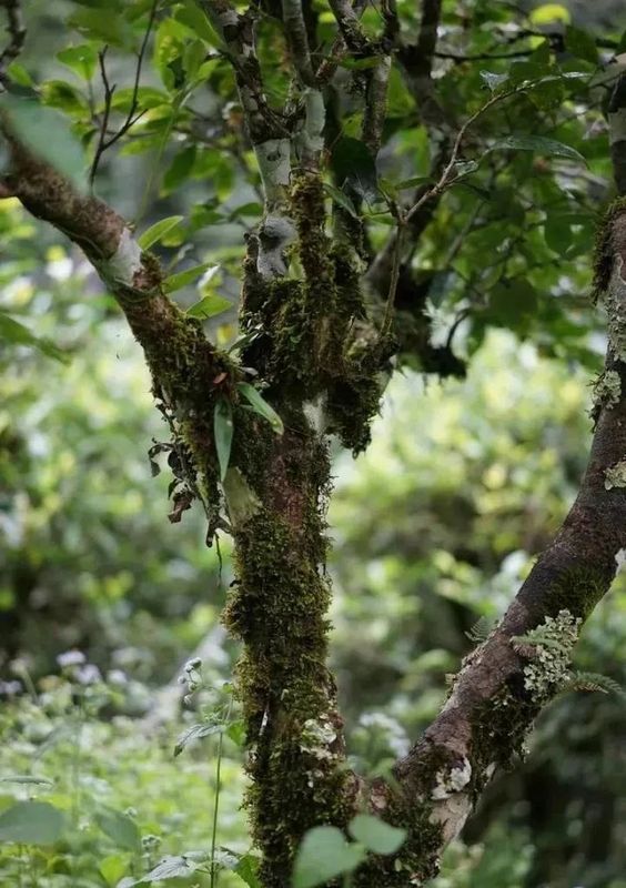 有关于一任天真的最新消息