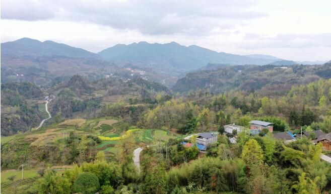 关于沿河：开展古茶采摘技能培训促群众增收的相关内容