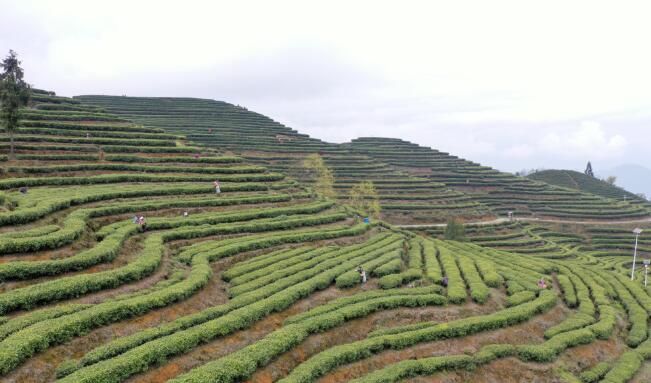 关于沿河：开展古茶采摘技能培训促群众增收的相关内容(2)