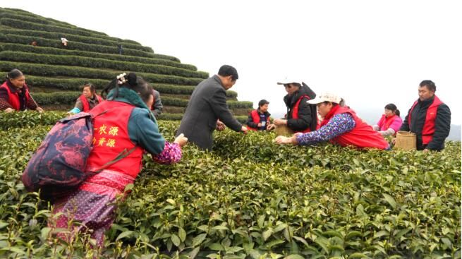 关于沿河：开展古茶采摘技能培训促群众增收的相关内容(3)