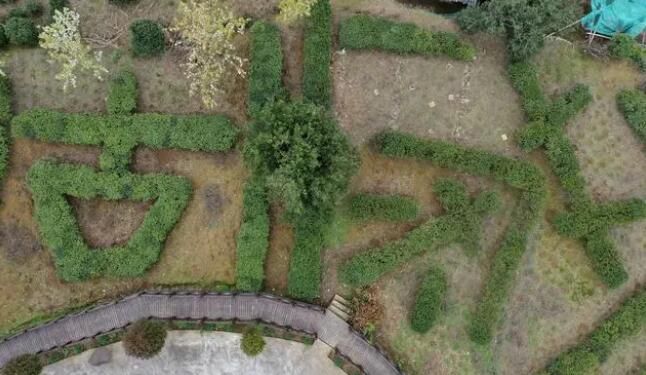 关于沿河：开展古茶采摘技能培训促群众增收的相关内容(7)