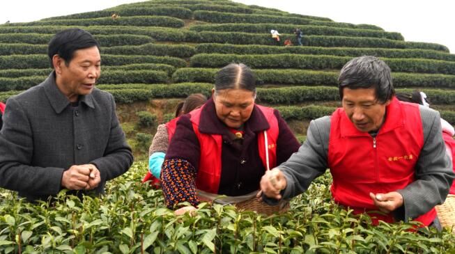 关于沿河：开展古茶采摘技能培训促群众增收的相关内容(6)