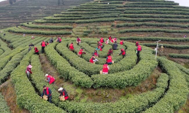 关于沿河:开展古茶采摘技能培训促群众增收的相关内容(1)