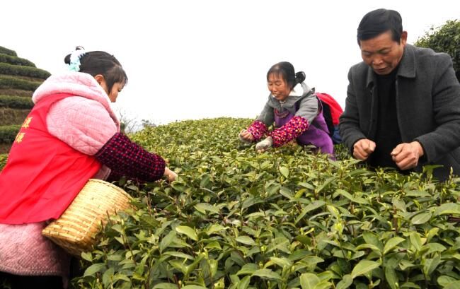 关于沿河：开展古茶采摘技能培训促群众增收的相关内容(4)