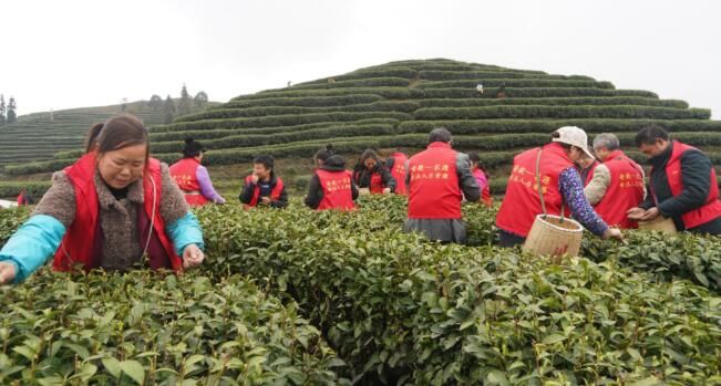关于沿河：开展古茶采摘技能培训促群众增收的相关内容(5)