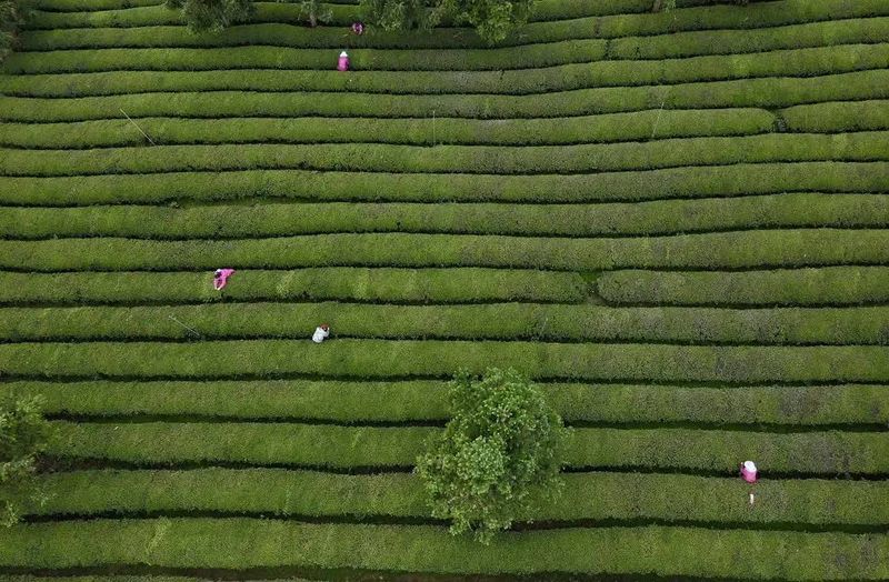 有关于“茶海园丁”:茶园变公园的消息(1)
