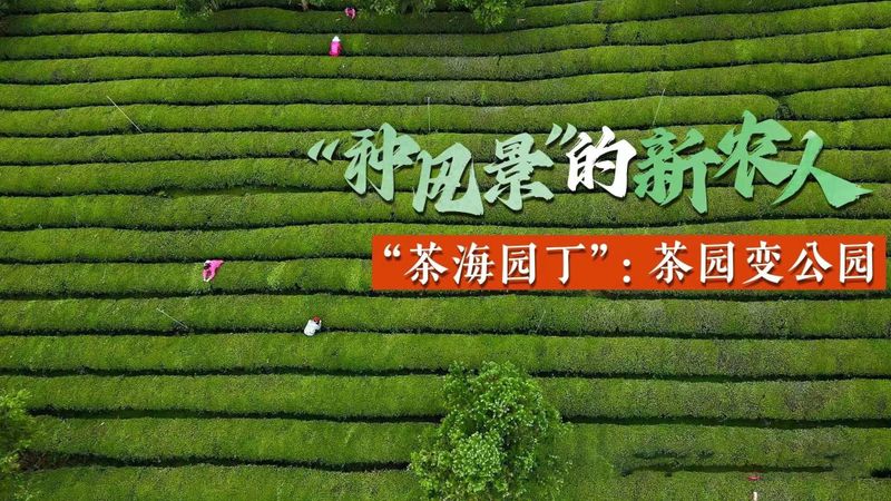 有关于“茶海园丁”:茶园变公园的消息
