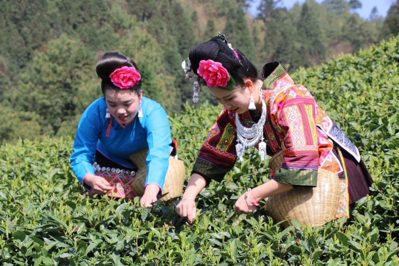 关于除了西江苗寨,雷山还有什么宝贝能俘获你的芳心?的最新消息(8)