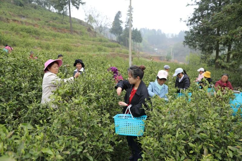 关于古达乡:发展茶叶产业 助力乡村振兴的新闻