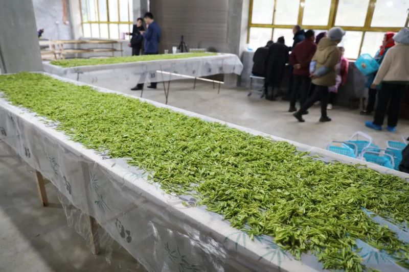 关于古达乡:发展茶叶产业 助力乡村振兴的新闻(2)