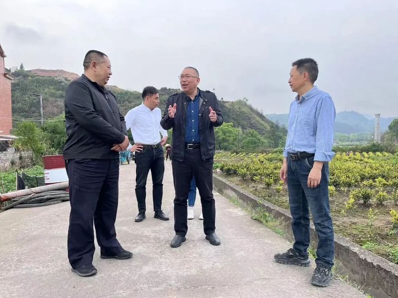 关于俞丽威带队开展莲都区茶叶产业发展情况专题调研的资讯