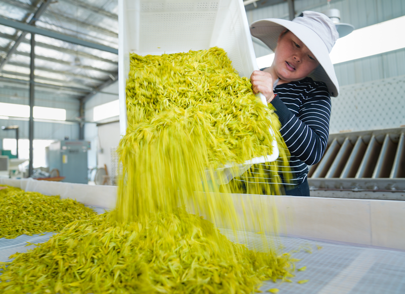 有关于安徽:漫山叠翠茶飘香 茶农抢“鲜”采新芽的内容(1)