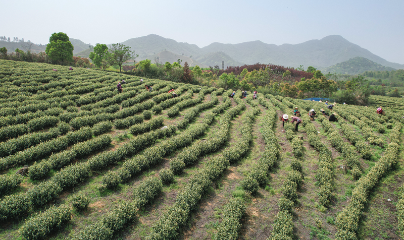 有关于安徽:漫山叠翠茶飘香 茶农抢“鲜”采新芽的内容