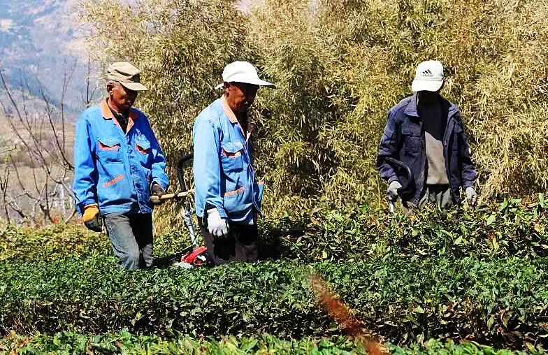 关于两万亩茶园春芽萌发，崂山大田头茬春茶预计4月中旬开采的信息