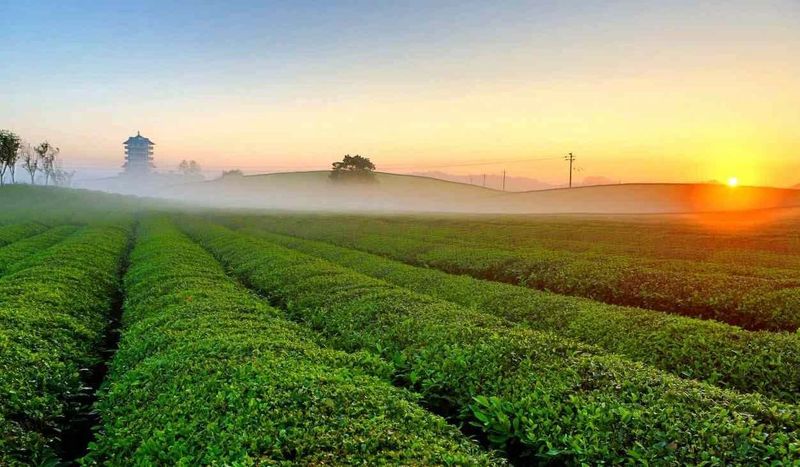 有关于“休闲湄潭·寻茶问道”游茶园览茶山首发仪式举行的新闻(5)