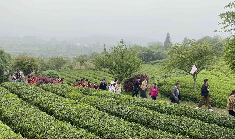 有关于“休闲湄潭·寻茶问道”游茶园览茶山首发仪式举行的新闻(1)
