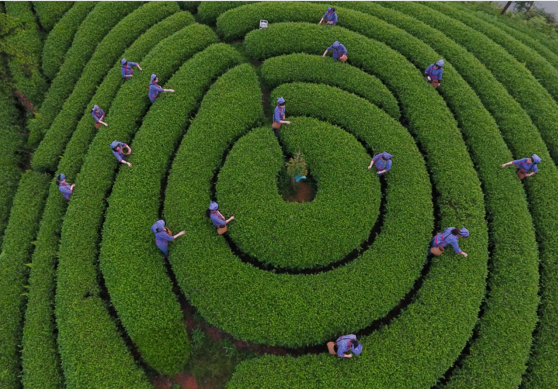 关于金华春茶迎来销售高峰 上市价格稳中有升的最新消息