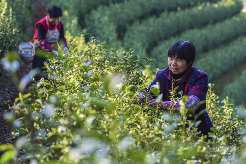 关于金华春茶迎来销售高峰 上市价格稳中有升的最新消息(2)