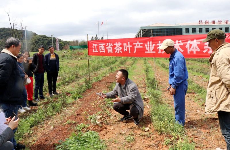有关于浮梁茶人汇聚一堂：课堂学知识 茶园练技术的最新消息(1)