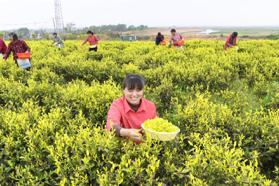有关于进贤县二塘乡 又是一年采茶好时节的消息(1)