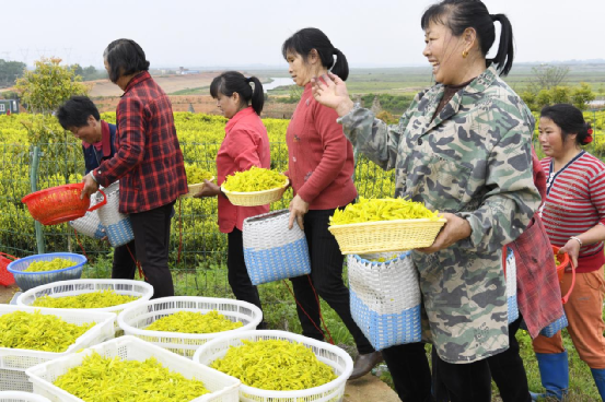 有关于进贤县二塘乡 又是一年采茶好时节的消息(2)