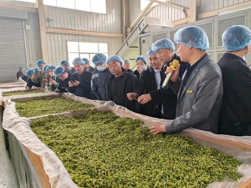 有关于汉中市举办2023汉中仙毫标准化加工现场培训会的相关信息(2)