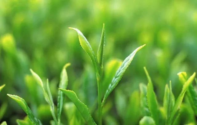 关于春天的约会， 贵州著名音乐人相约湄潭试新茶的信息(7)