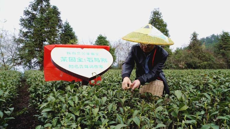 关于春天的约会， 贵州著名音乐人相约湄潭试新茶的信息(1)