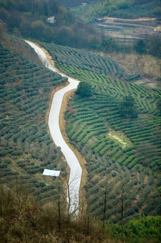 有关于都匀坪阳村 打通茶叶产业路 高山深处茶飘香的资讯(2)