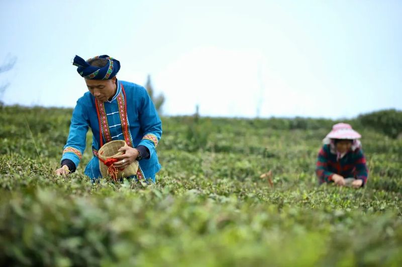 有关于都匀坪阳村 打通茶叶产业路 高山深处茶飘香的资讯(1)