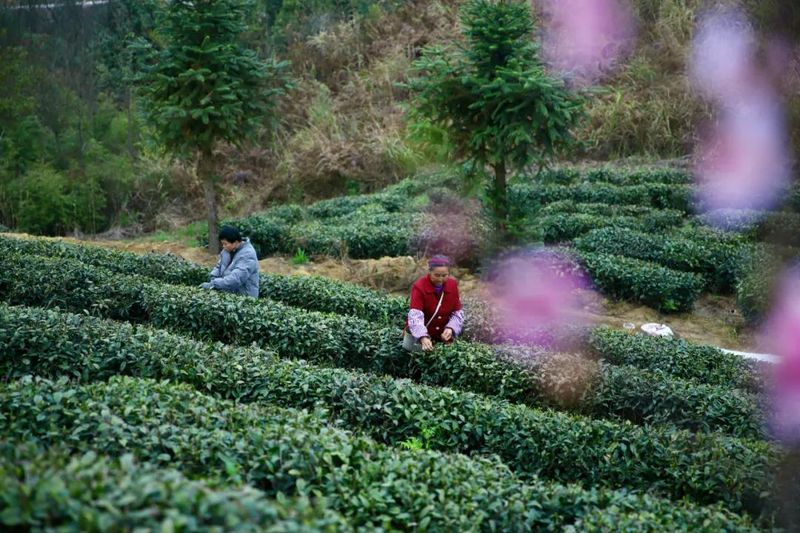 有关于都匀坪阳村 打通茶叶产业路 高山深处茶飘香的资讯