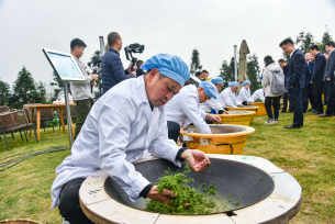 关于洪雅春茶的“山头之争”的相关信息