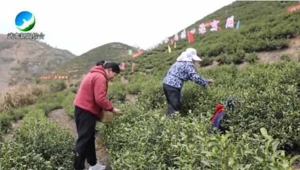 有关于武宁县4万亩茶园采茶忙的消息(2)