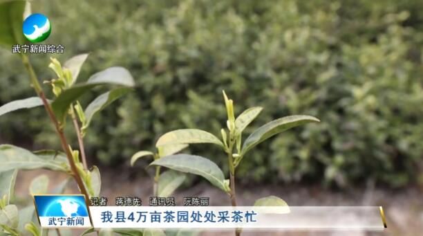 有关于武宁县4万亩茶园采茶忙的消息(1)