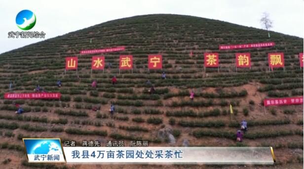 有关于武宁县4万亩茶园采茶忙的消息