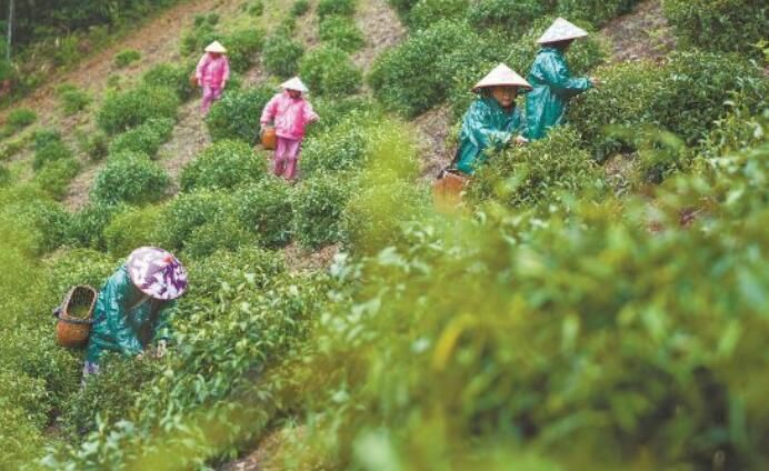 有关于安徽柯坦镇：采摘春茶的资讯(1)