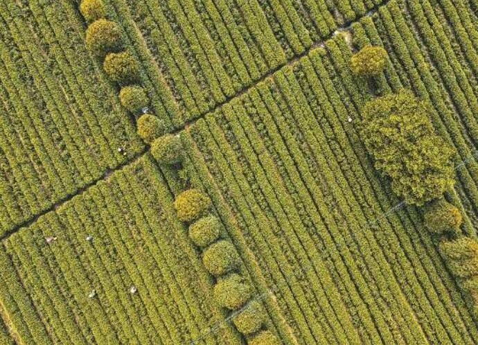 有关于安徽柯坦镇：采摘春茶的资讯