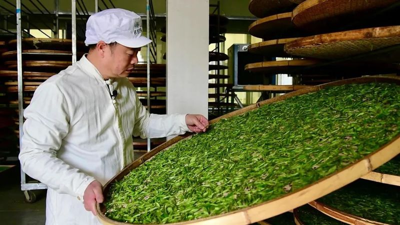 有关于福建政和:茶文旅融合发展的最新消息(1)