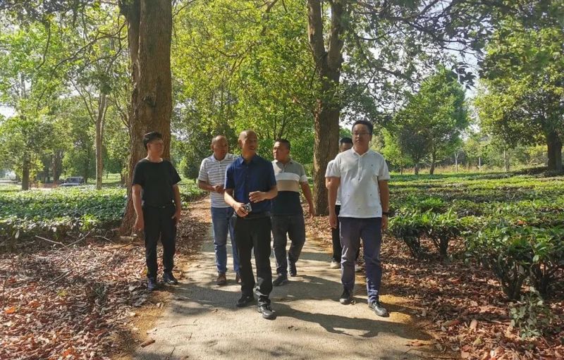 有关于何国华到民乐镇调研茶产业发展的新闻