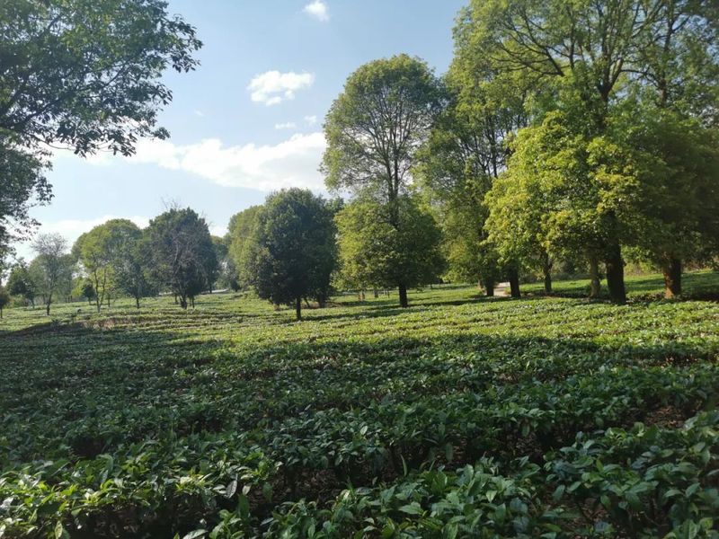 有关于何国华到民乐镇调研茶产业发展的新闻(1)