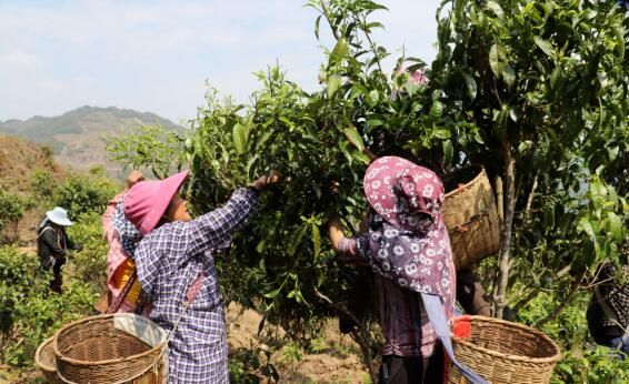 有关于勐佑镇：茶农春茶采摘忙的最新消息