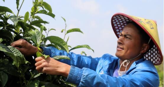 有关于勐佑镇：茶农春茶采摘忙的最新消息(2)