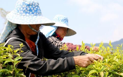 有关于勐佑镇：茶农春茶采摘忙的最新消息(1)