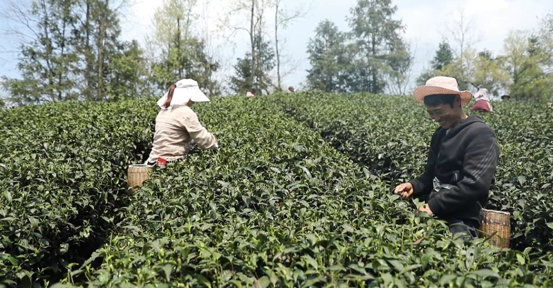 有关于贵州湄潭：又到春茶采摘季 茶旅融合促发展的内容(3)